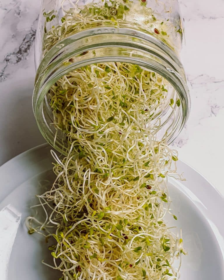 HOW TO GROW ALFALFA SPROUTS AT HOME