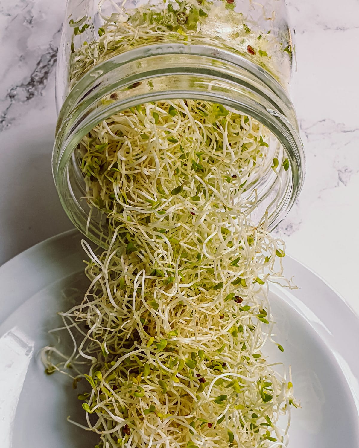 How to grow alfalfa sprouts