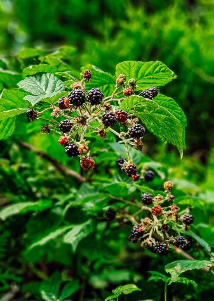 Organic Wild Blackberries